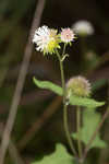 Snow squarestem